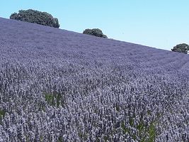 Monte-Bellaria High Bloom