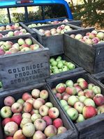 organic Sebastopol apples