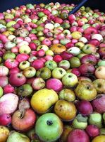 tannic cider apples