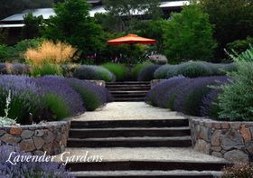 Lavender Gardens