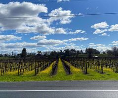 Wine Country Mustard Bloom