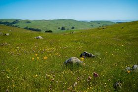 Sonoma County field