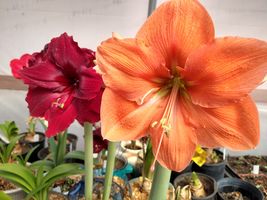 Amaryllis - Beautiful Winter Blooms