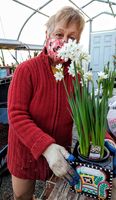 Tending Paperwhites