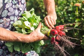 Farm to Table Culture (Worker Bee/Americana)